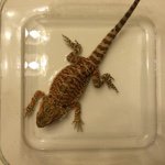 Oscar Hall - @oscar_beardie - Instagram