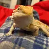 oscarbeardedragon - @oscarbeardedragon - TikTok