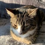 @oscar_bender_the_cat - Instagram