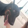 naz🐕 - @oscar_doberman - TikTok