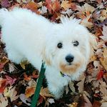 Oscar Gambino Betts - @og_dogey - Instagram
