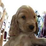 Oscar Bingham - @bingoscar - Instagram