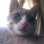 Oscar Bishop - @bishop.oscar - Instagram