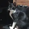 Bode do Oscar - @bode.do.oscar - TikTok