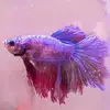 Oscar 🐟 - @oscars_abode - TikTok