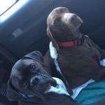 Oscar and Boone - @oscarandboone - Instagram