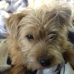Oscar Booth - @boothy2005 - Instagram
