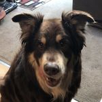 Oscar Boyd - @oscar_thedoggo - Instagram