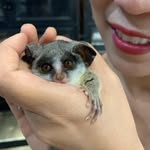 Bushbaby Oscar - @bushbabyoscar - Instagram