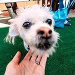 Oscar Bush - @oscarthethreeleggeddog - Instagram