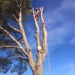 Oscar Cabañas - @oscar_arborist_zgz - Instagram