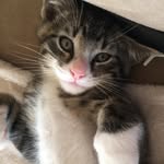 Oscar🐱 - @oscar._.clement - Instagram