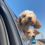 Toffee & Oscar Collier - @toffee_oscar_collier - Instagram