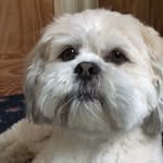 🐶🌈🎧💖🔥✨ - @oscar.connolly.1 - Instagram
