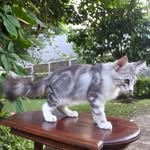 🐱 - @oscar.coon - Instagram