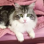 Oscar 💕 - @oscar_coon - Instagram