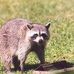 Oscar Coon Natty - Facebook