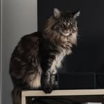 Oscar_coony2 - @oscar_coony2 - Instagram