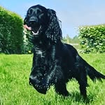 Oscar - @oscar_cooney_cockerspaniel - Instagram