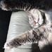 Oscar the crazy, lazy Maine Coon Cat - Facebook