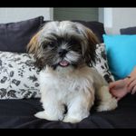 Oscar The Shih Tzu - @oscar_copeland - Instagram