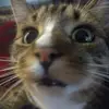 Oscar - @oscarthecouch54 - TikTok