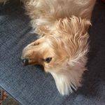 Oscar the Couch - @oscarinthewilderness - Instagram