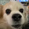 Oscar_the_couch_Maine - @oscar_the_couch_maine - TikTok