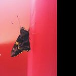 @oscar_cox - Instagram