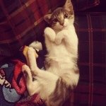 Oscar Coyle - @oscarbabykitty - Instagram