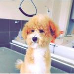 Oscar daly - @oscardogdaly - Instagram