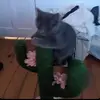 oscar - @oscar_daly1 - TikTok