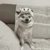 oscardewitt - @oscardewitt - TikTok