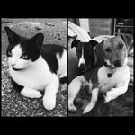 Lee Oscar Dill - @nico_milo_tux - Instagram