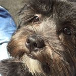 Ozzie - @oscar_dodds_ - Instagram
