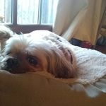 Ming Oscar Doherty - @brick_head022 - Instagram