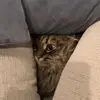 Oscar_Lindholm_Downing - @oscar_lindholm_downing - TikTok