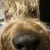 Oscar - @oscar.downing - TikTok