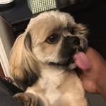 Oscar Meyer Wiener - @oscar._.dupree - Instagram