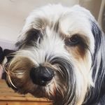Oscar Dutton - @osckipup - Instagram