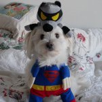 Oscar Dyer Bray - @oskithepup - Instagram