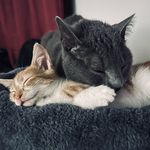 Earl & Oscar - @earl.oscar_ - Instagram