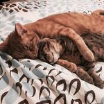 Oscar + Earl Grey - @oscar_earlgrey - Instagram