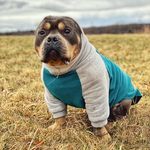 Sir_Oscar_The_Earless - @sir_oscar_the_earless - Instagram