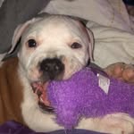 Moses Oscar Eguia “Big Moe” - @bigmoe.thepitbull - Instagram