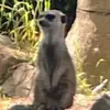 Wusewi - @oscar.sturm - TikTok