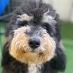 Oscar Udell - @oscar_udoodle_minibernedoodle - Instagram