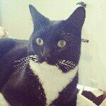 Oscar Wade😺 - @fatt_ollie - Instagram