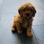 Oscar Wilkinson - @oscarthepup2019 - Instagram