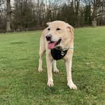 Oscar Woods - @oscar_elpuppo - Instagram